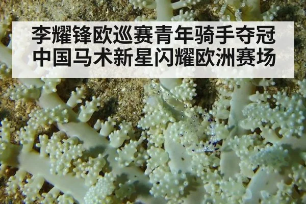 李耀锋欧巡赛青年骑手夺冠 中国马术新星闪耀欧洲赛场